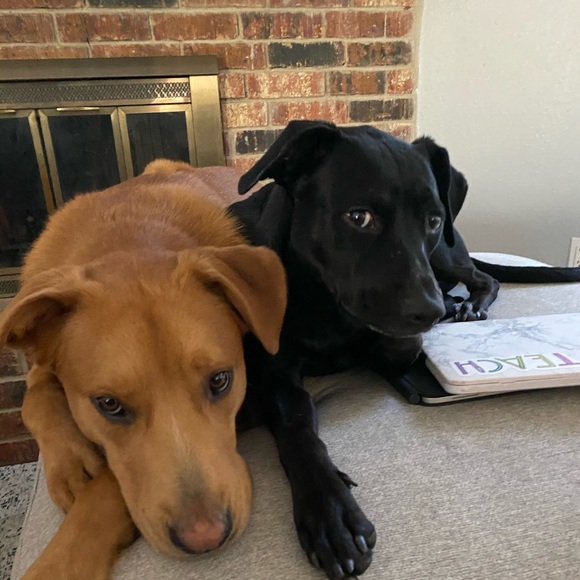 Meet your Posher, Emmett - Picture 1 of 1